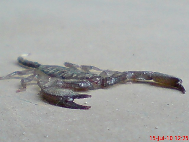 [Flat-bodied scorpion 5[4].jpg]