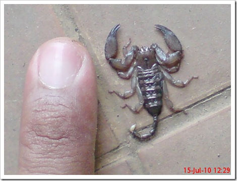 Flat-bodied scorpion12