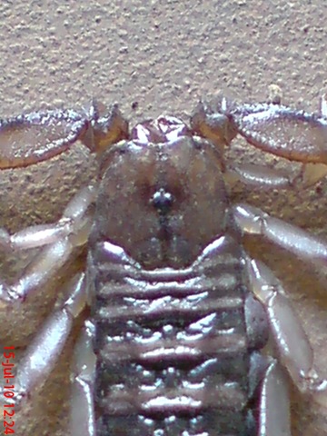 [Flat-bodied scorpion 3[4].jpg]