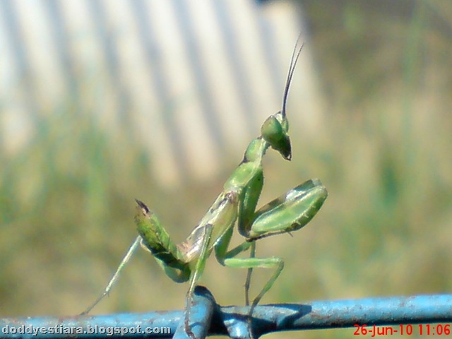 [young praying mantis 08[1].jpg]