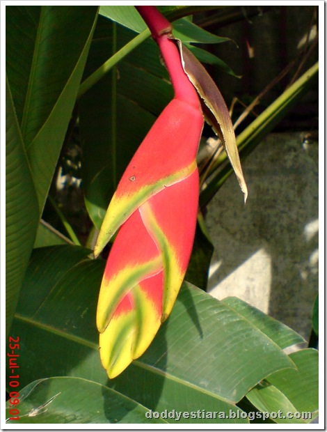 heliconia flower bunga pisang-pisangan 6