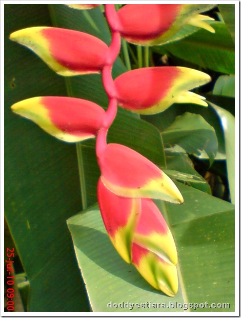 heliconia flower bunga pisang-pisangan 2