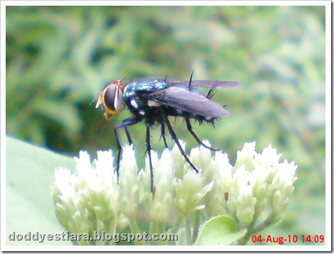 flower fly-lalat bunga 04