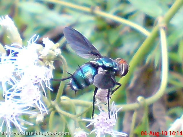 [flower fly-lalat bunga 10[7].jpg]