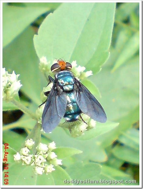 flower fly-lalat bunga 03