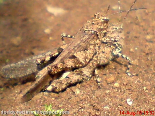 [brown grasshopper mating 06[8].jpg]