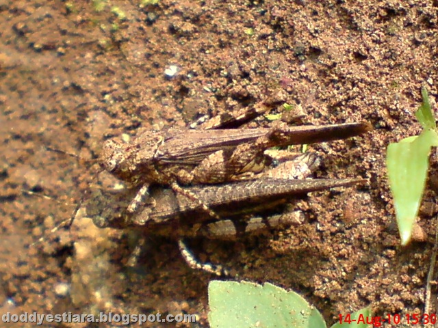 [brown grasshopper mating 03[10].jpg]