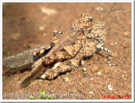 brown grasshopper mating 06