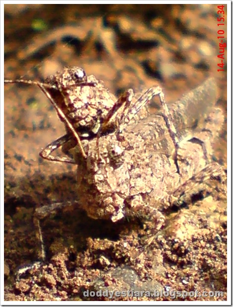 brown grasshopper mating 11