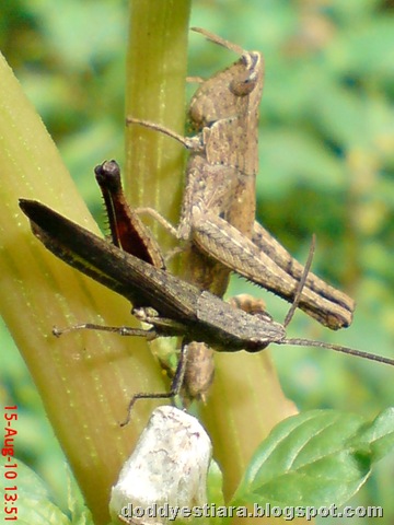 [two brown grasshopper 08[6].jpg]