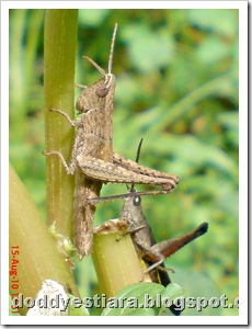 two brown grasshopper 09