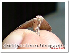 small moth ngengat kecil 08