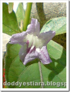 purple flower 07