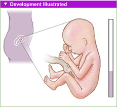 fetal development 4th month 