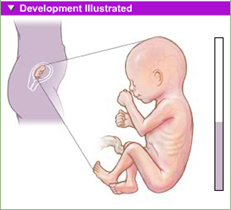 fetal development 5th month 