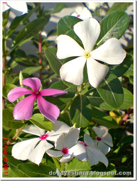 rose periwinkle rose periwinkle