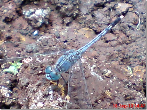 small blue dragonfly 12