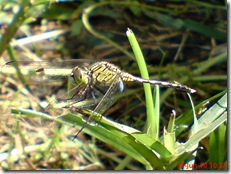 small green dragonfly 2