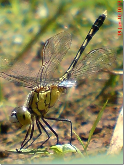 small green dragonfly 6