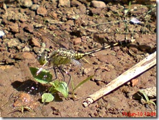 small green dragonfly 4