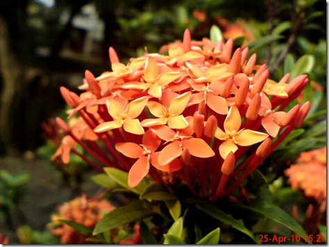 bunga siantan oranye 06