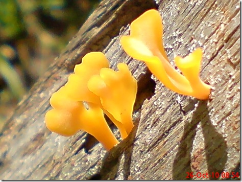 jamur kuning 31