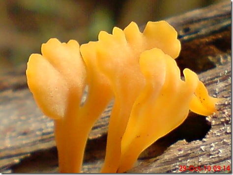 jamur kuning 13