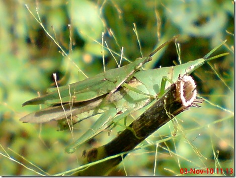 green grasshopper mating front view 13