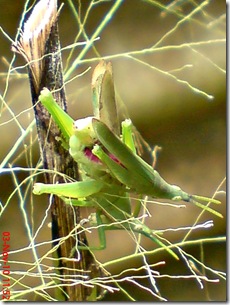 green grasshopper mating over view 06