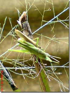 green grasshopper mating over view 05