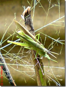 green grasshopper mating over view 04