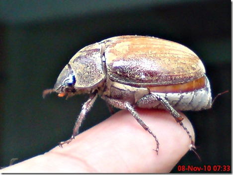 kumbang lege 09