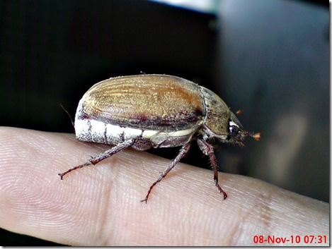 kumbang lege 06