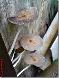 jamur payung di sela pintu belakang 10