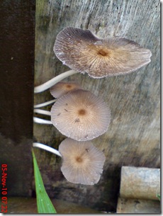 jamur payung di sela pintu belakang 02