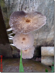 jamur payung di sela pintu belakang 03