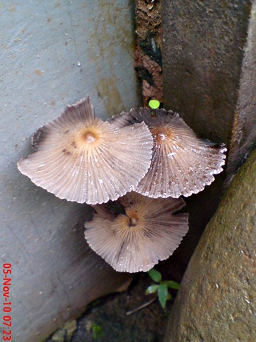 [jamur payung di sela pintu belakang 04[3].jpg]