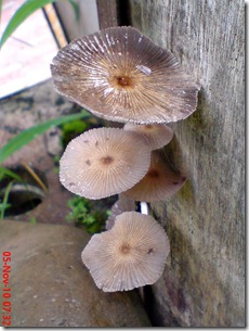 jamur payung di sela pintu belakang 13