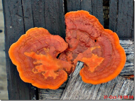jamur merah 08