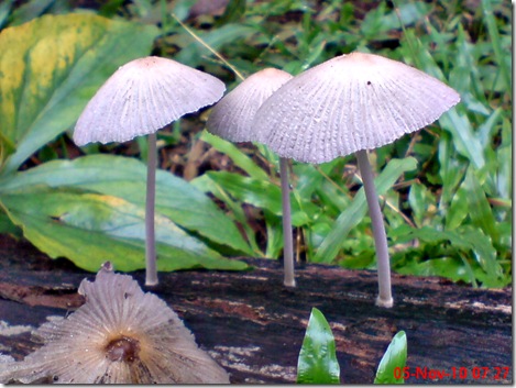 jamur seperti payung 05