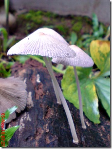 jamur seperti payung 08