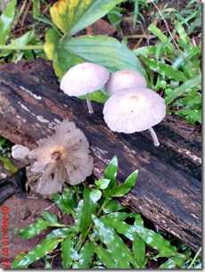 jamur seperti payung 06