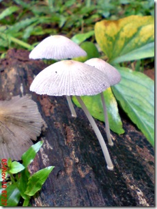 jamur seperti payung 07