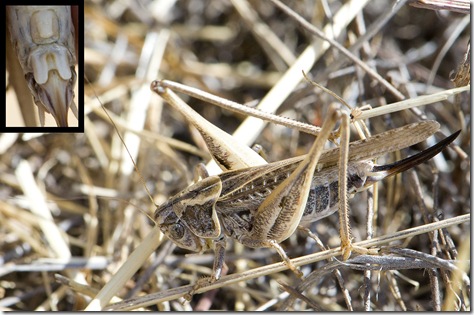 binatang bertestis terbesar di dunia platycleis-affinis