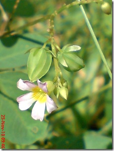 Oxalis barrelieri-Belimbing Tanah-Lavender sorrel 11