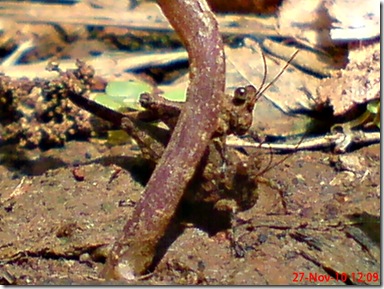 belalang tanah kecil kawin 2