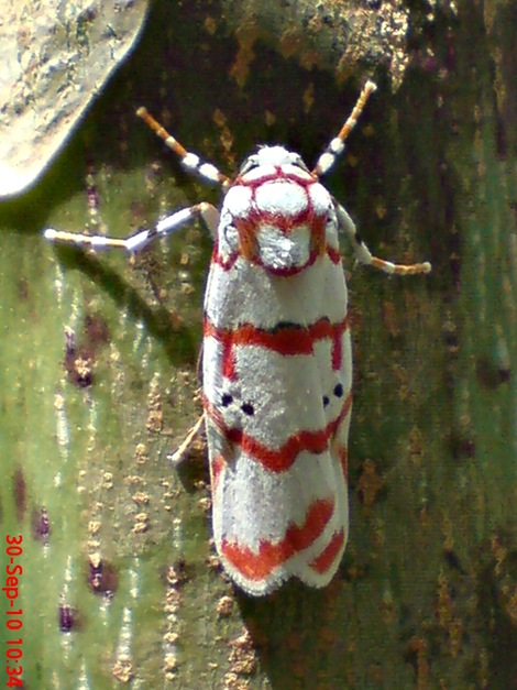 DSC05004 Cyana conclusa ngengat putih bergaris merah