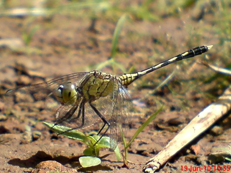 Diplacodes trivialis betina ground skimmer