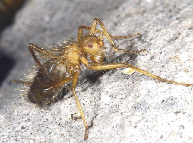 [Lalat berbulu the hairy fly Mormotomyia hirsuta female  Robert Copeland[7].jpg]