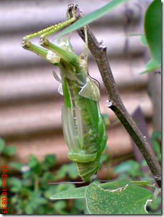 Locusta migratoria molting Locusta migratoria molting